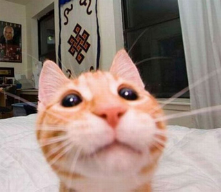 Illustration for article titled If nobody owns these cool animal selfies, we should give them the money